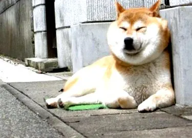 kutya