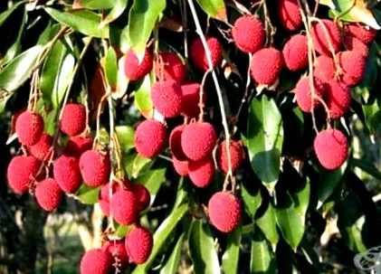 litchi botanika