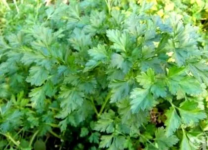 petrezselyem petroselinum