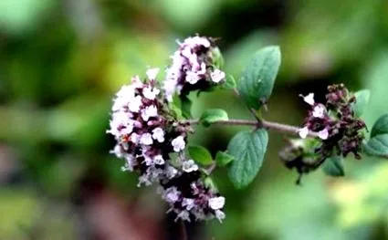 aromaterápiás gyógynövény