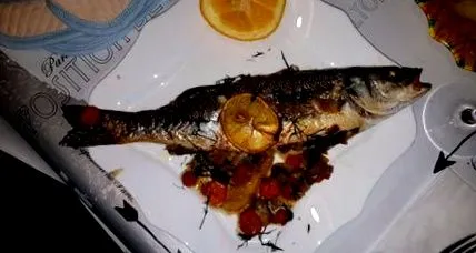 sügér tengeri