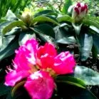 rododendronokat