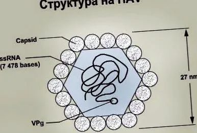 vírusos hepatitis hepatitis vírus