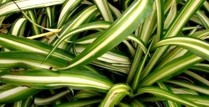 chlorophytum otthoni