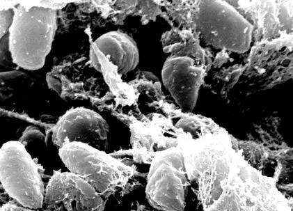 mellett news