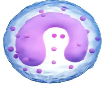 Alacsony monocitaszint monocitaszint