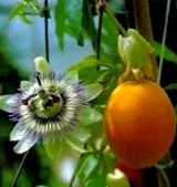 passionflower passionflower