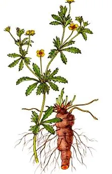 hatása