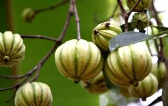 cambogia
