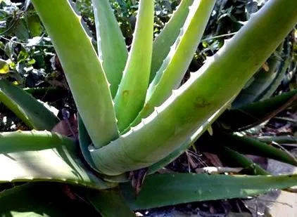 aloe vera