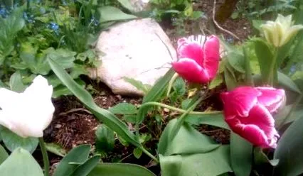 tulipán virágzás
