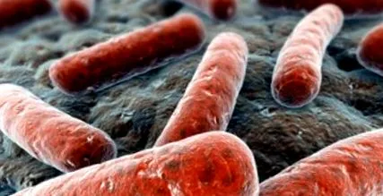 aeruginosa Pseudomonas aeruginosa