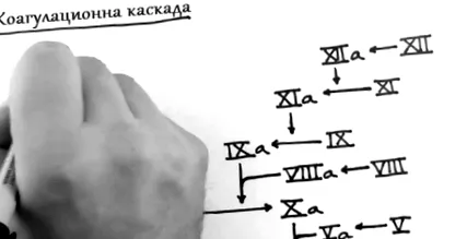 antikoaguláns terápiában ptinr