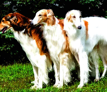 Beagle kennel