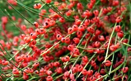 fogyáshoz Ephedra stimulálja