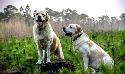 petmallról gyorsulás