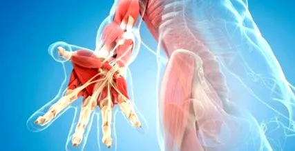 fascia