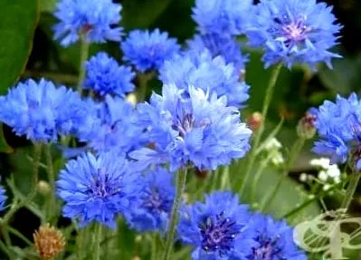 centaurea centaurea