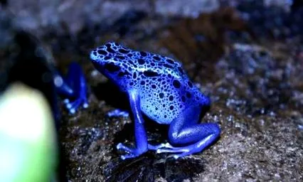 dendrobates méregbéka