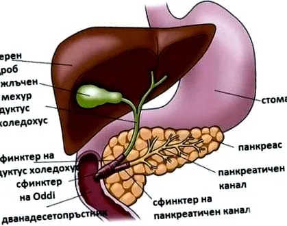 klinikai megnyilvánulások Oddi záróizom görcse