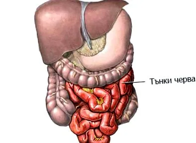 vékonybél gyógyszertár
