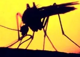 típusai encephalitis