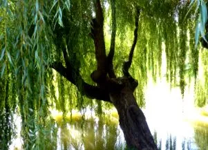 kelát willow