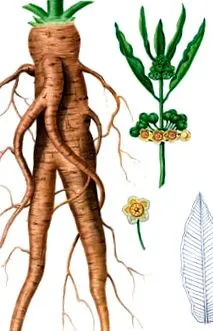 xysmalobium xysmalobium
