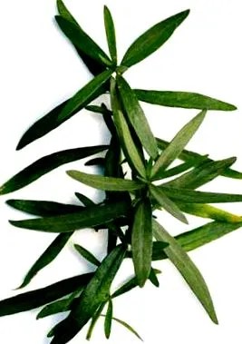 tarragon románok