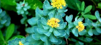rosea rhodiola