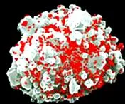 hiv-pozitív státuszú