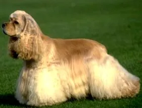 cocker tenyésztése