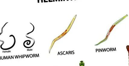 gyógyszerek anthelmintikus