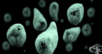 Entamoeba histolytica