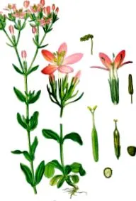 infopharma oldal