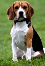 beagle fajtáról