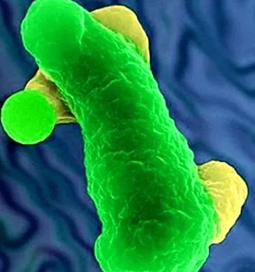 amoebiasis ciszták lenyelésével