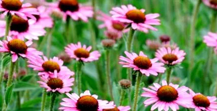 egészséges echinacea