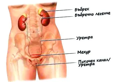 hólyaghurut Optima Gyógyszertár