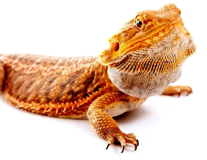 cocker spániel