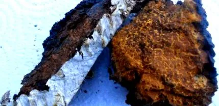 chaga