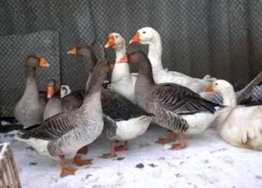 farm zabot