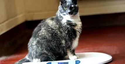 talál