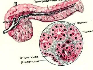 hasnyálmirigy β-sejtjeinek hiperpláziája hasnyálmirigy β-sejtjeinek