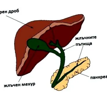 betegségei