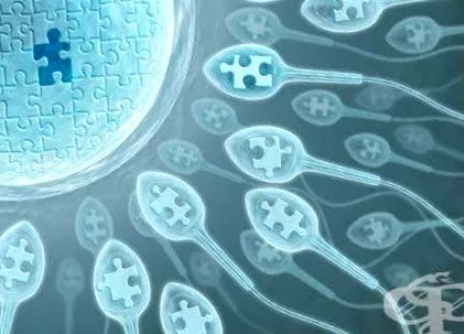 vitro megtermékenyítés