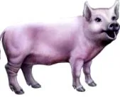 takarmány