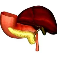 hormonjai Fiziológia élettana