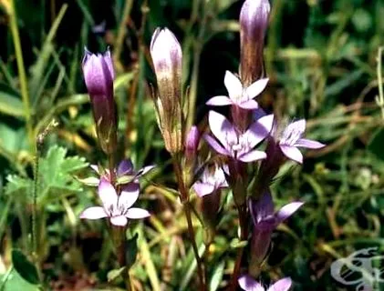 őszi gentianella