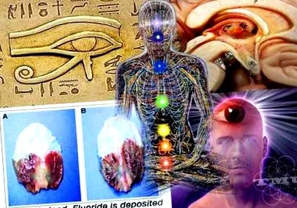 tobozmirigy nagyabb